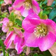 ヒメ日記 2026/04/19 08:30 投稿 ほのか 素人妻御奉仕倶楽部Hip's松戸店