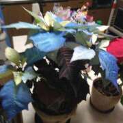 ヒメ日記 2024/12/13 21:24 投稿 岩崎水穂 五十路マダム静岡店（カサブランカG）