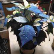 ヒメ日記 2024/12/14 22:04 投稿 岩崎水穂 五十路マダム静岡店（カサブランカG）