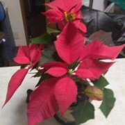 ヒメ日記 2024/12/17 13:46 投稿 岩崎水穂 五十路マダム静岡店（カサブランカG）