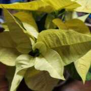 ヒメ日記 2024/12/22 20:52 投稿 岩崎水穂 五十路マダム静岡店（カサブランカG）