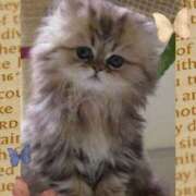 ヒメ日記 2025/01/11 21:44 投稿 岩崎水穂 五十路マダム静岡店（カサブランカG）