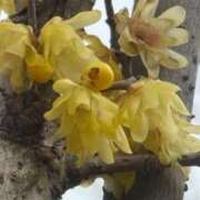 ヒメ日記 2025/03/16 21:00 投稿 あゆ 奥様の実話 梅田店