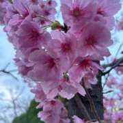 ヒメ日記 2025/03/30 10:00 投稿 あゆ 奥様の実話 梅田店