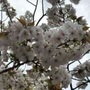 ヒメ日記 2025/04/11 17:45 投稿 あゆ 奥様の実話 梅田店