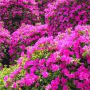 ヒメ日記 2025/04/28 21:45 投稿 あゆ 奥様の実話 梅田店