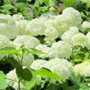 ヒメ日記 2025/06/21 11:30 投稿 あゆ 奥様の実話 梅田店