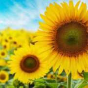 ヒメ日記 2025/07/10 19:00 投稿 あゆ 奥様の実話 梅田店