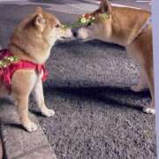 ヒメ日記 2025/11/28 10:46 投稿 あゆ 奥様の実話 梅田店