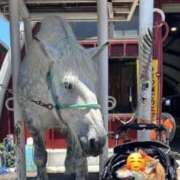 あゆ 大きな馬に会いに。 奥様の実話 梅田店