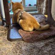 ヒメ日記 2026/02/26 18:30 投稿 あゆ 奥様の実話 梅田店