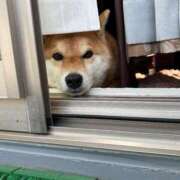 あゆ 追記😀喜び一杯のワンコ。 奥様の実話 梅田店