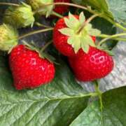 ヒメ日記 2025/06/09 16:12 投稿 藤宮のん 宝石箱(すすきの)