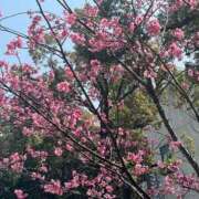 ヒメ日記 2025/03/27 12:16 投稿 とと 虹色メロンパイ 横浜店