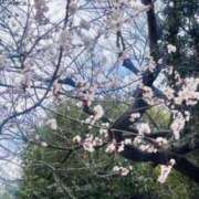 ヒメ日記 2025/03/25 11:28 投稿 秋元 西川口デッドボール