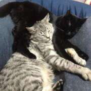 ヒメ日記 2026/04/16 09:52 投稿 ミア バニーコレクション新潟店