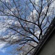 ヒメ日記 2025/04/03 10:23 投稿 けいな 熟女家 ミナミエリア店