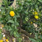 ヒメ日記 2025/10/17 10:15 投稿 けいな 熟女家 ミナミエリア店