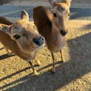 けいな 紅葉見てきたよ🍁 熟女家 ミナミエリア店