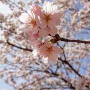 ヒメ日記 2025/04/04 11:08 投稿 川本純子 五十路マダム 仙台店