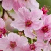 ヒメ日記 2026/05/04 07:42 投稿 朝倉奈帆 五十路マダム愛されたい熟女たち岡山店（カサブランカグループ）