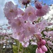 ヒメ日記 2025/04/19 21:30 投稿 三原さよ 五十路マダム愛されたい熟女たち 倉敷店（カサブランカグループ）