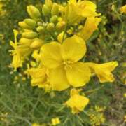 三原さよ いつもありがとう? 五十路マダム愛されたい熟女たち 倉敷店（カサブランカグループ）