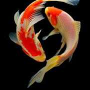 ゆりな 出勤 ドM女学園大阪