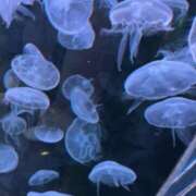 ヒメ日記 2025/06/09 22:06 投稿 ななか 五反田人妻ヒットパレード（シンデレラグループ）