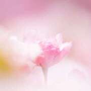 ヒメ日記 2026/03/13 10:13 投稿 くみ 人妻・若妻デリヘル レディプレイス