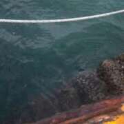 ヒメ日記 2025/11/11 18:35 投稿 波田　しい しこたま奥様 札幌店