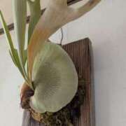 ヒメ日記 2025/03/24 18:15 投稿 はるか 吉野ケ里人妻デリヘル 「デリ夫人」