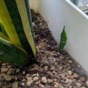 ヒメ日記 2025/05/05 05:00 投稿 はるか 吉野ケ里人妻デリヘル 「デリ夫人」