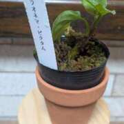 ヒメ日記 2025/05/09 18:01 投稿 はるか 吉野ケ里人妻デリヘル 「デリ夫人」