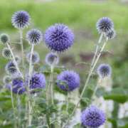 ヒメ日記 2025/05/10 05:38 投稿 はるか 吉野ケ里人妻デリヘル 「デリ夫人」