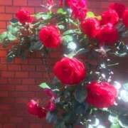 ヒメ日記 2025/02/08 13:53 投稿 加賀美（かがみ） 熟女の風俗最終章 名古屋店