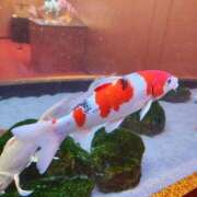 林 出勤上げました 西船橋おかあさん