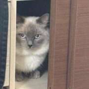 ヒメ日記 2025/04/23 18:20 投稿 しぃ デリワゴン in りふれっしゅ