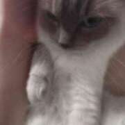 ヒメ日記 2025/06/06 13:03 投稿 しぃ デリワゴン in りふれっしゅ