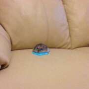 ヒメ日記 2025/10/30 18:19 投稿 LUDA GINGIRA☆TOKYO～ギンギラ東京～