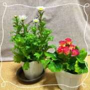 ヒメ日記 2025/01/17 14:08 投稿 はる 熟女デリヘル倶楽部