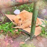 ヒメ日記 2025/05/26 16:44 投稿 はる 熟女デリヘル倶楽部