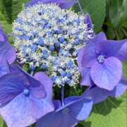 ヒメ日記 2025/06/24 09:06 投稿 有吉香織 五十路マダム愛されたい熟女たち 津山店