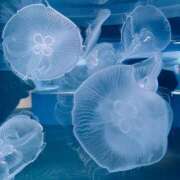 ヒメ日記 2025/04/10 23:17 投稿 のどか 全裸のいいなり美女OR満員ちかん電車