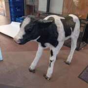 ヒメ日記 2025/02/05 08:15 投稿 あやめ 一宮稲沢小牧ちゃんこ