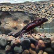 ヒメ日記 2025/03/29 21:58 投稿 あやめ 一宮稲沢小牧ちゃんこ