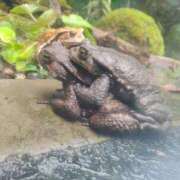 ヒメ日記 2025/03/31 17:47 投稿 あやめ 一宮稲沢小牧ちゃんこ