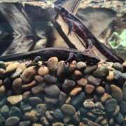 ヒメ日記 2025/04/03 16:57 投稿 あやめ 一宮稲沢小牧ちゃんこ