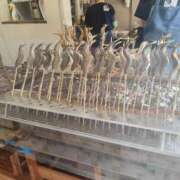 ヒメ日記 2025/04/23 15:04 投稿 あやめ 一宮稲沢小牧ちゃんこ