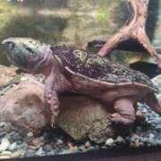 ヒメ日記 2025/04/23 17:57 投稿 あやめ 一宮稲沢小牧ちゃんこ